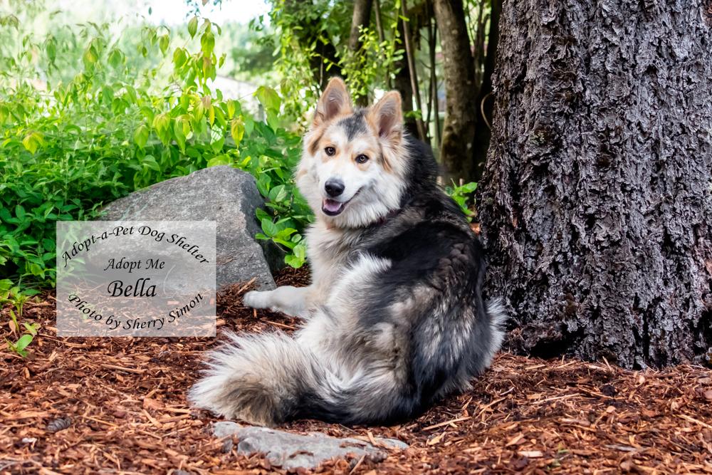 Enlarge BELLA, a Adoptable mixed breed in Shelton, WA image 6/6