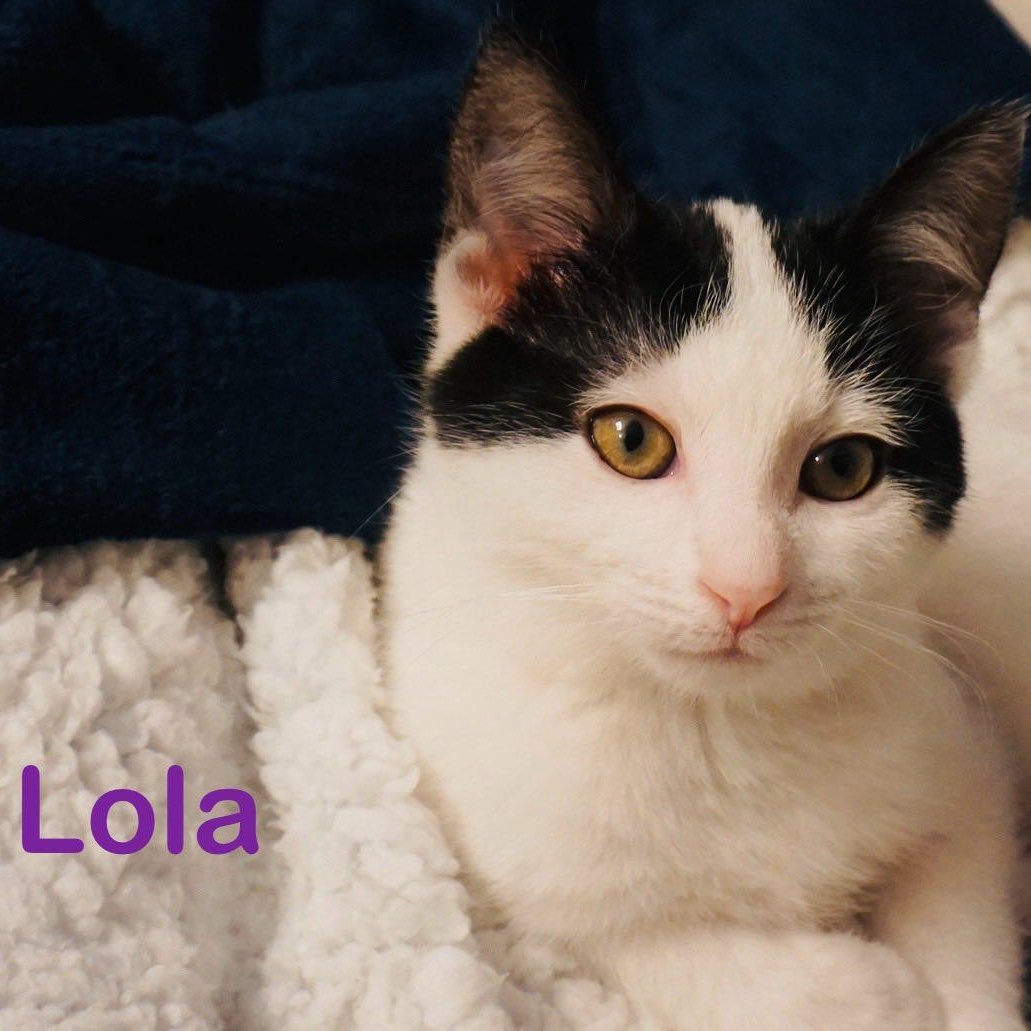 Lola 1025 AW, an adopted Domestic Short Hair in West Bloomfield, MI image 1/4