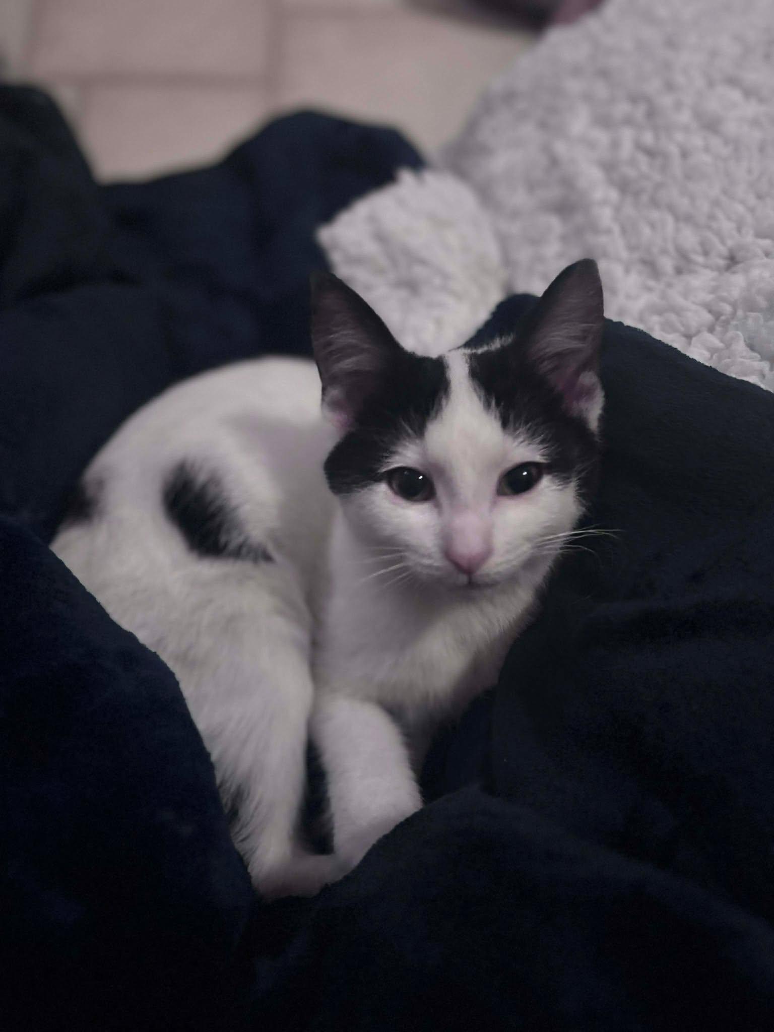 Lola 1025 AW, an adopted Domestic Short Hair in West Bloomfield, MI image 4/4