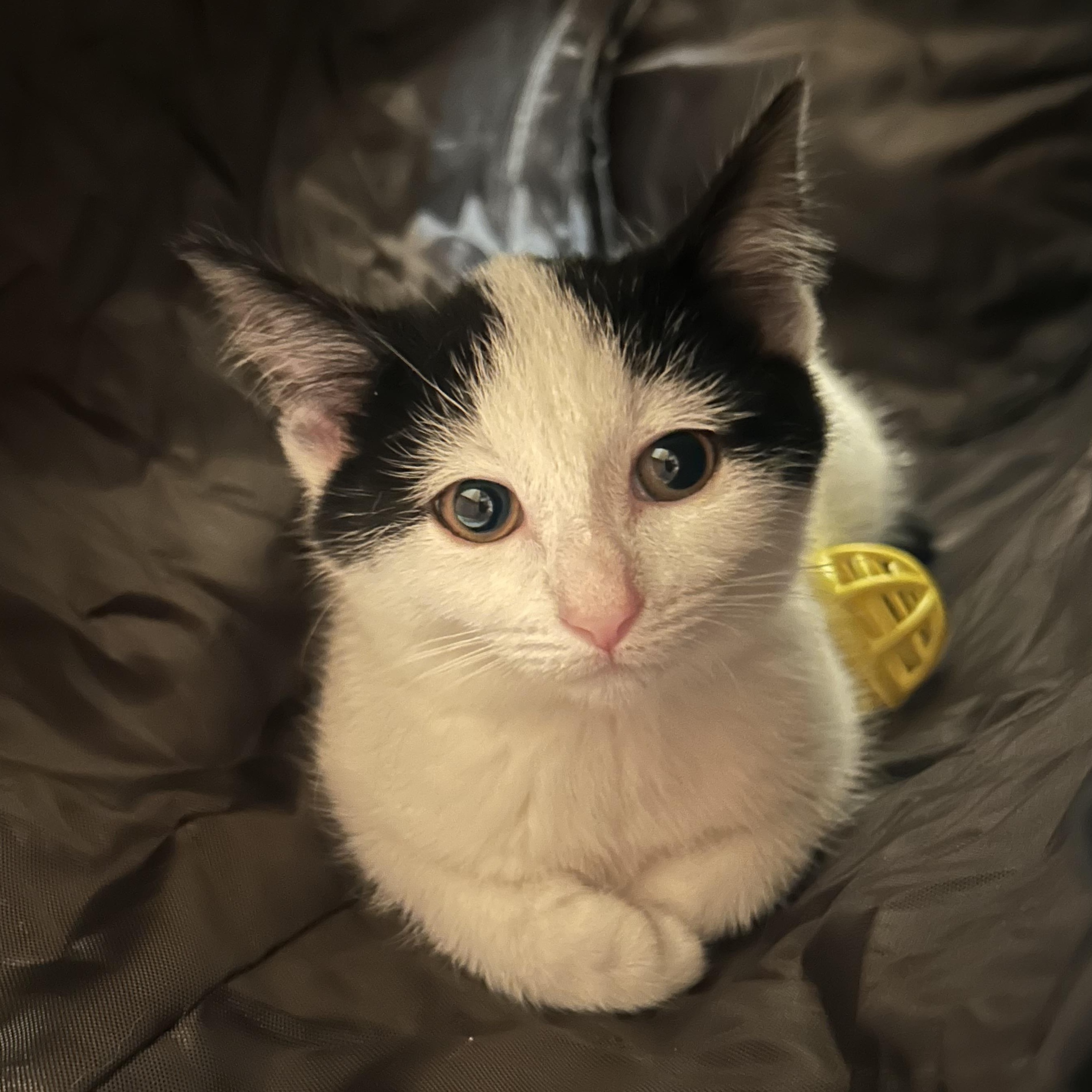 Lola 1025 AW, an adopted Domestic Short Hair in West Bloomfield, MI image 2/4