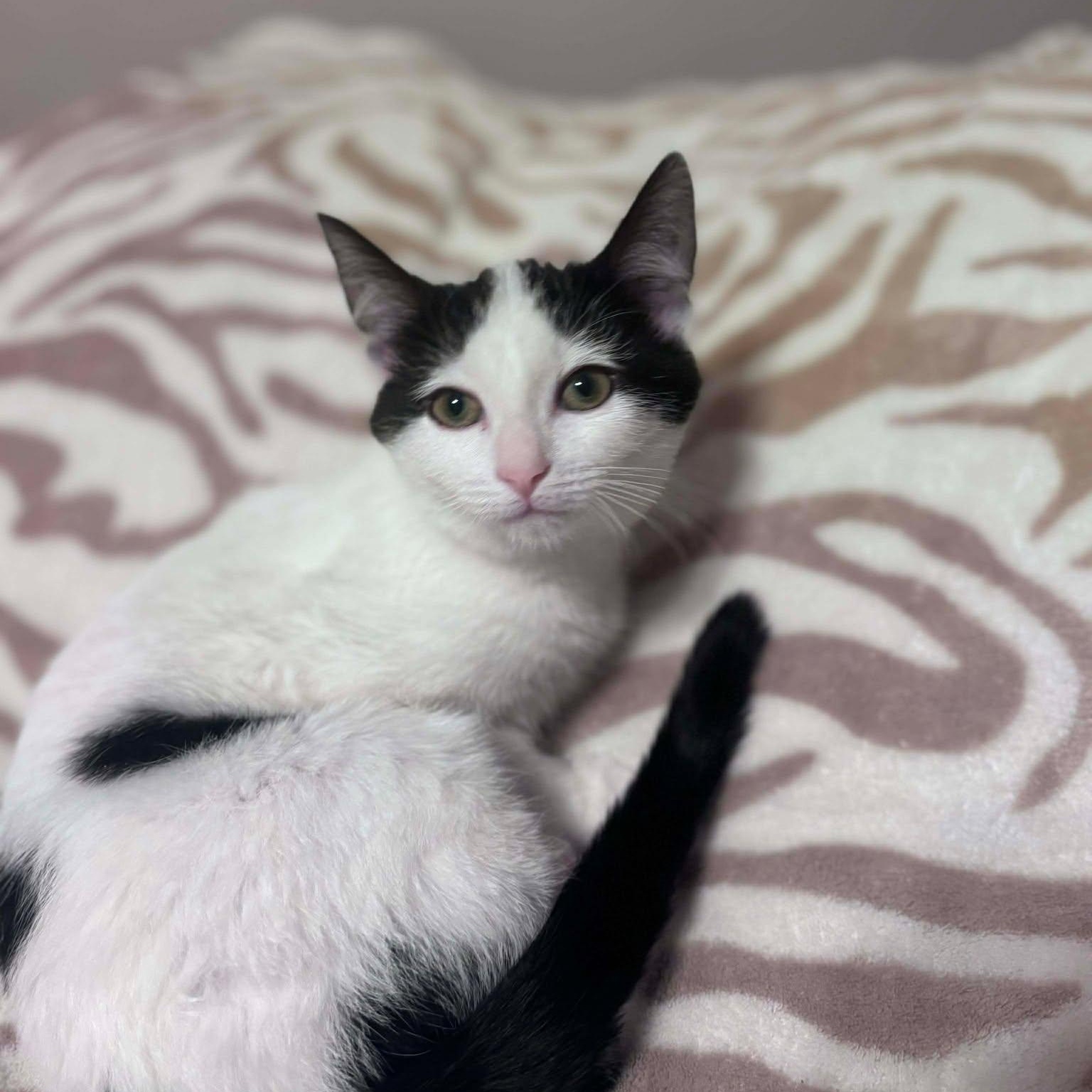 Lola 1025 AW, an adopted Domestic Short Hair in West Bloomfield, MI image 3/4