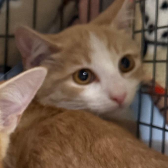 Maui, Adoptable, Kitten Female Domestic Short Hair.