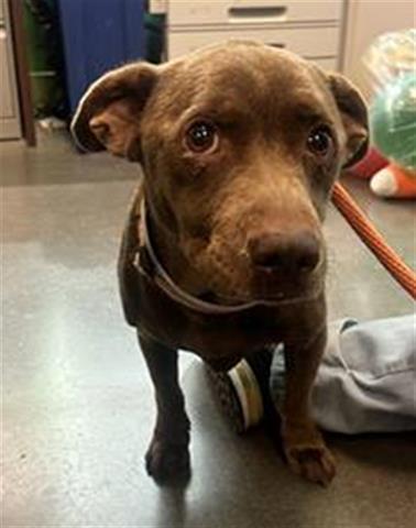 CHARLIE, Adoptable, Young Male Dachshund & Pit Bull Terrier.