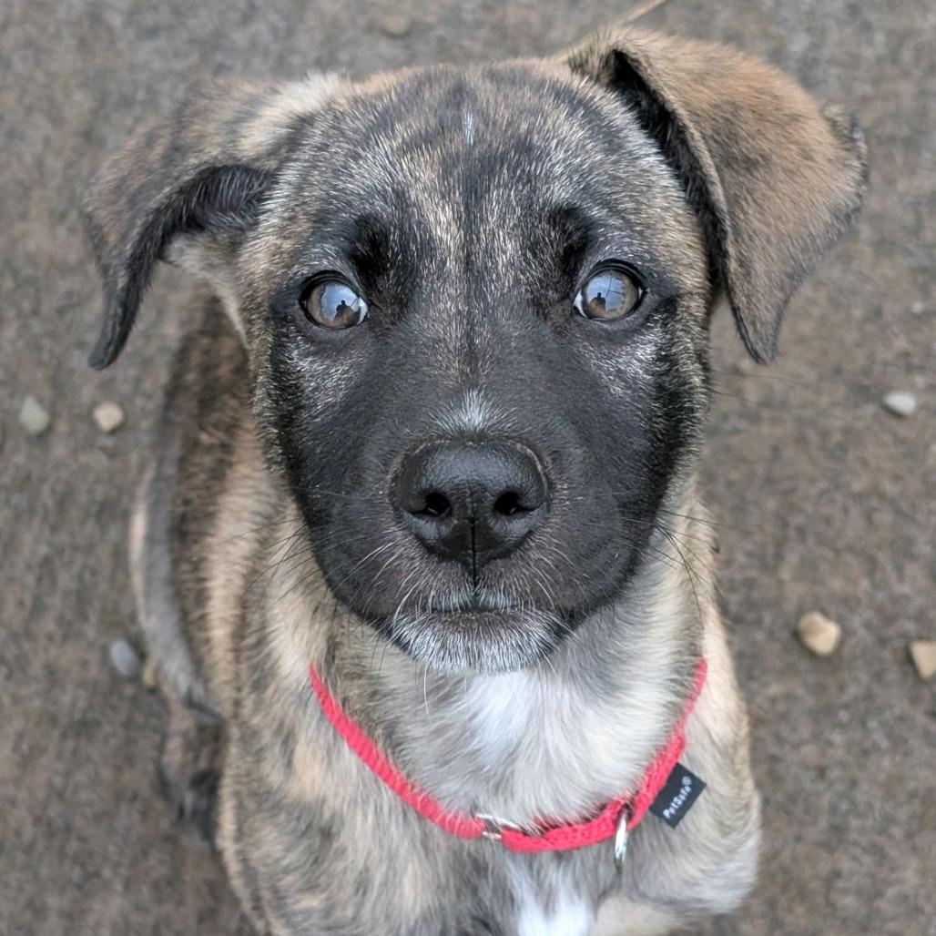 Wyatt, Adoptable, Puppy Male Boxer & Mixed Breed.