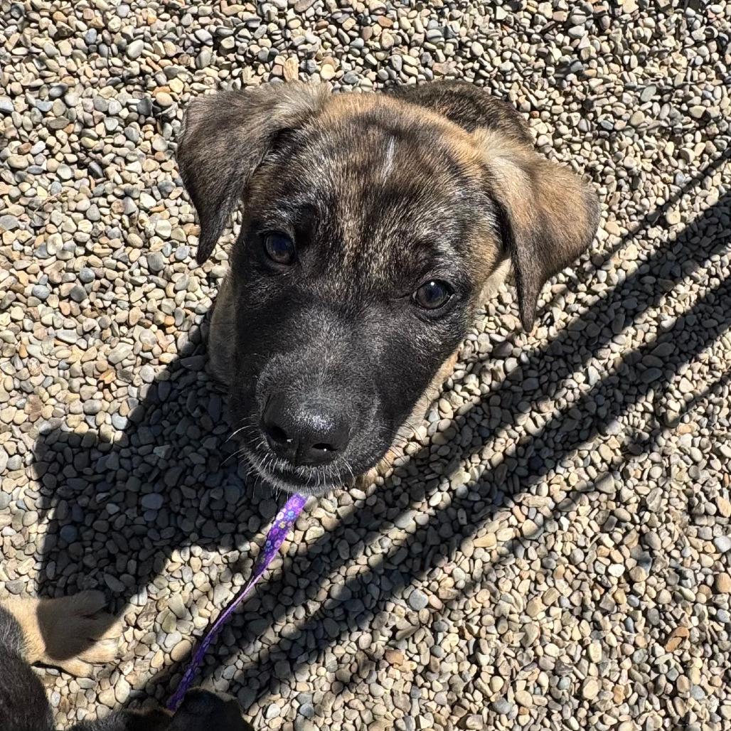 Enlarge Wyatt, a Adoptable mixed breed in Columbia Station, OH image 2/6