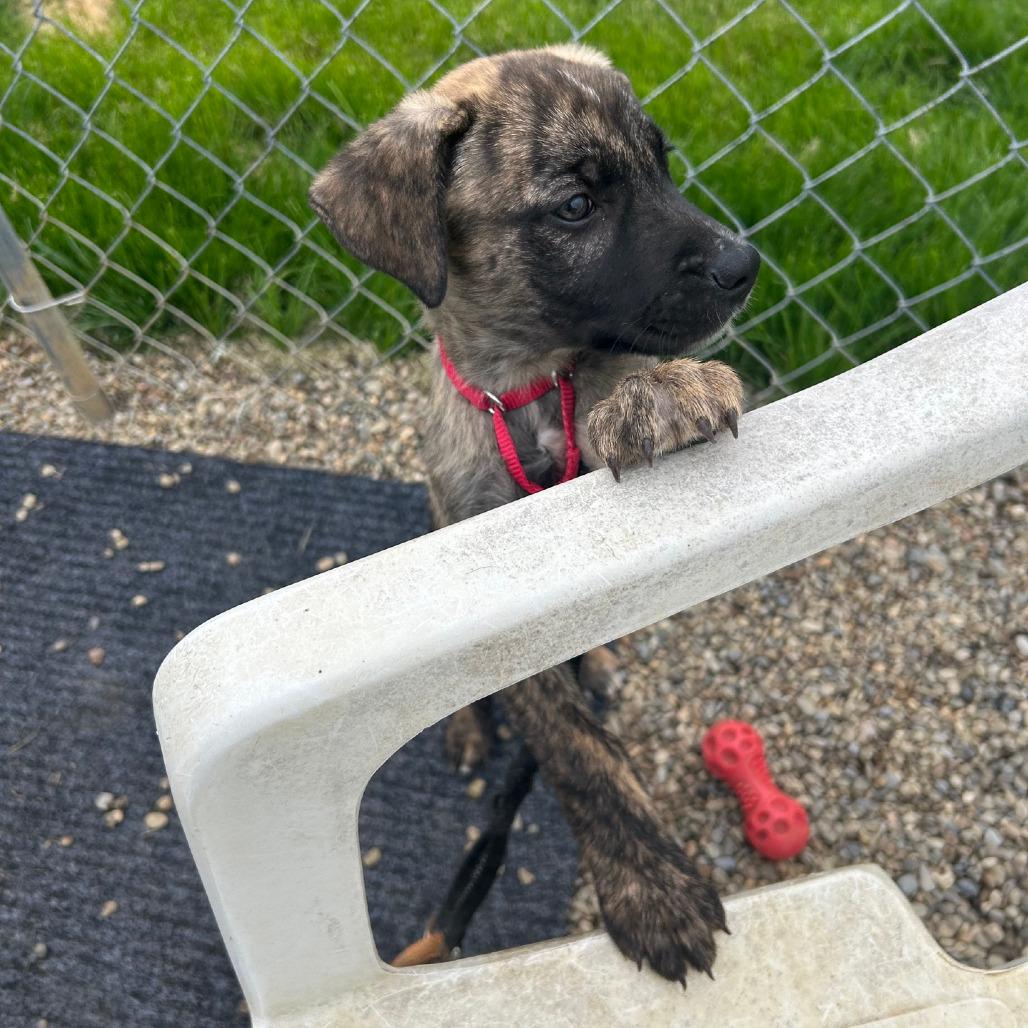 Enlarge Wyatt, a Adoptable mixed breed in Columbia Station, OH image 3/6