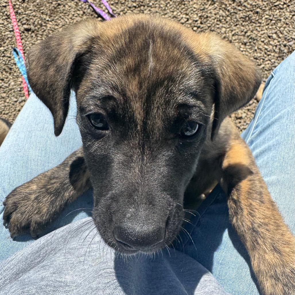 Enlarge Wyatt, a Adoptable mixed breed in Columbia Station, OH image 4/6
