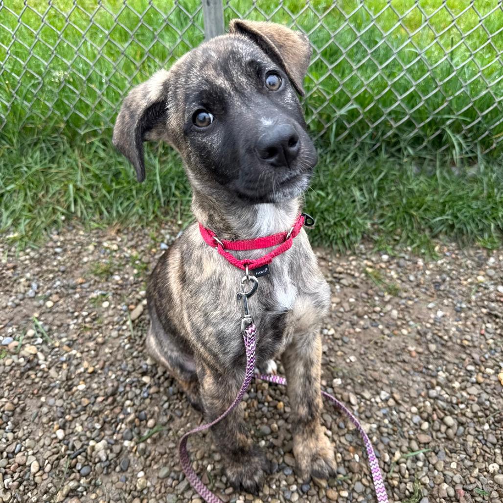 Enlarge Wyatt, a Adoptable mixed breed in Columbia Station, OH image 5/6