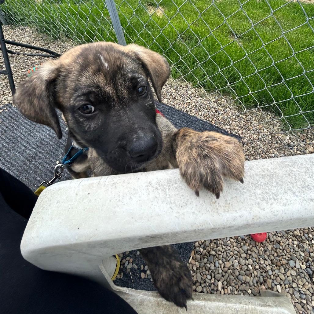 Enlarge Wyatt, a Adoptable mixed breed in Columbia Station, OH image 6/6