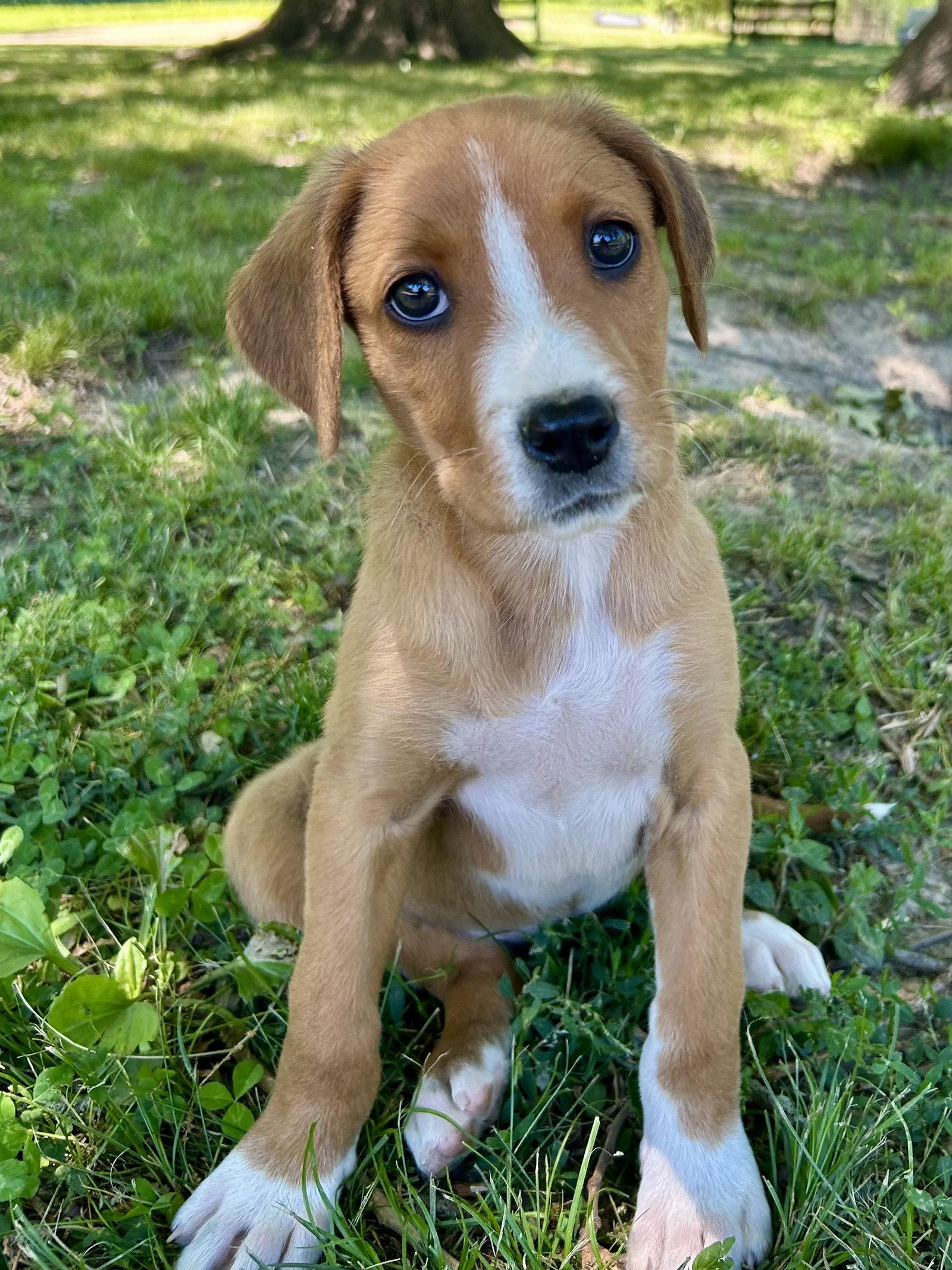 Daisy, a Adopted Hound in Nashville, TN image 1/3