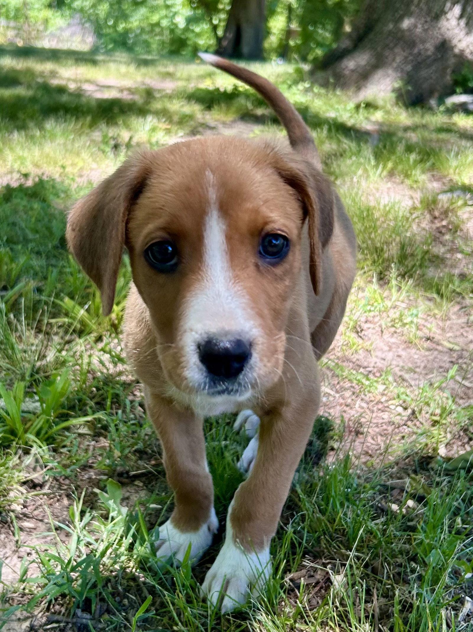 Daisy, a Adopted Hound in Nashville, TN image 2/3
