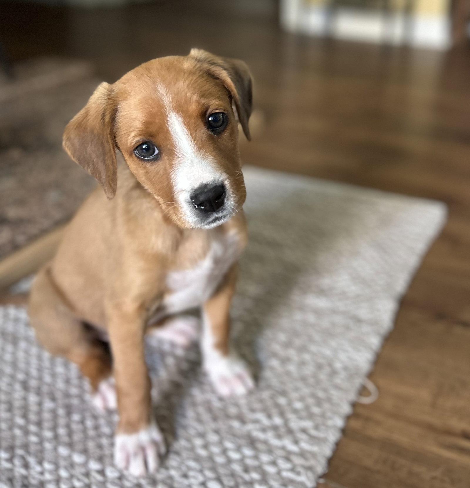 Daisy, a Adopted Hound in Nashville, TN image 3/3
