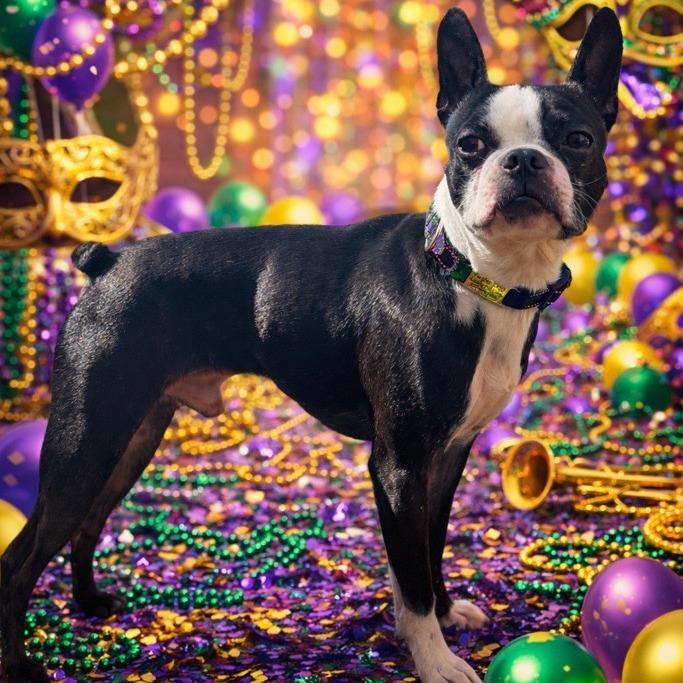 Benny, Adoptable, Adult Male Boston Terrier.