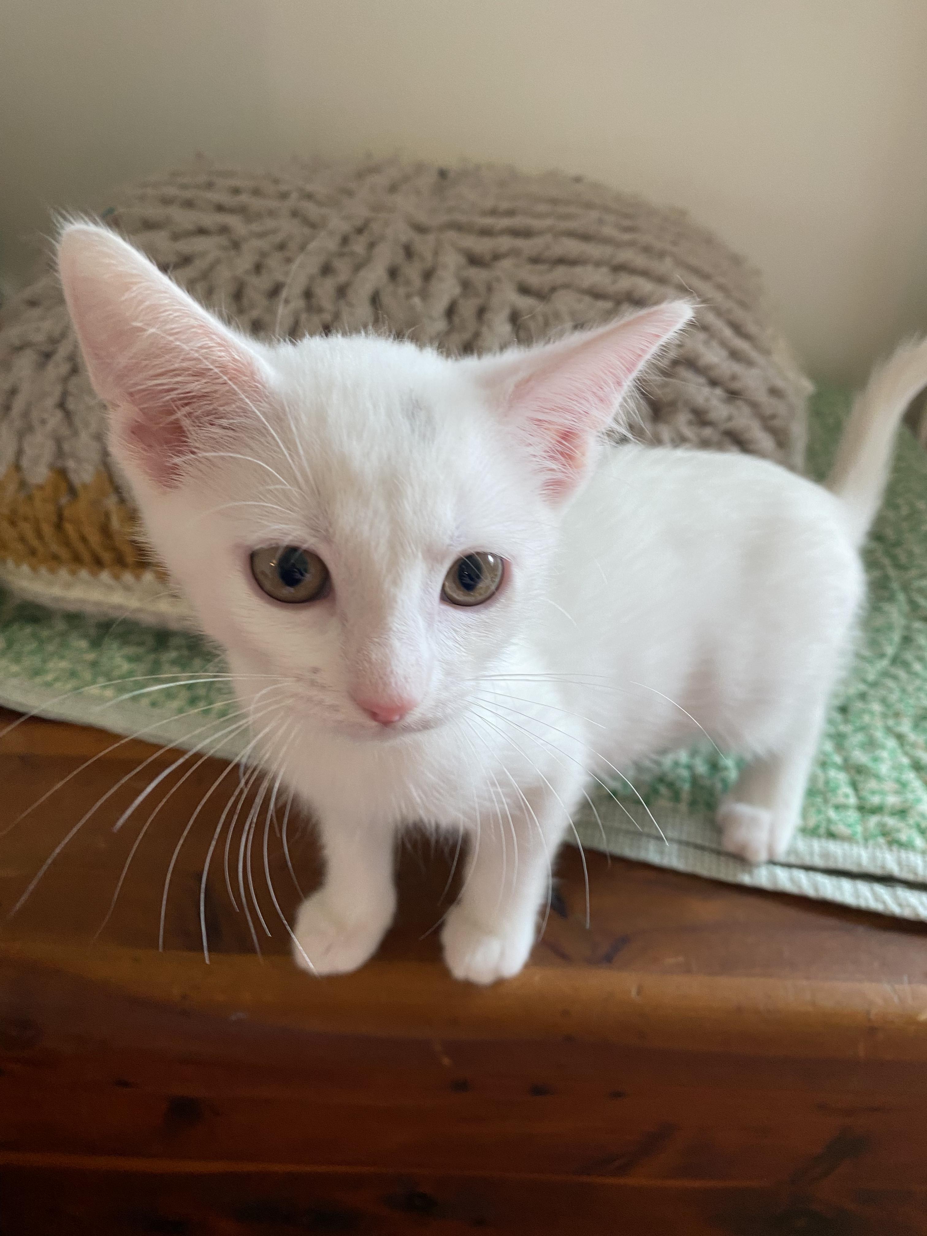 Sunday, a ADOPTABLE Domestic Short Hair in Columbus, OH image 1/6