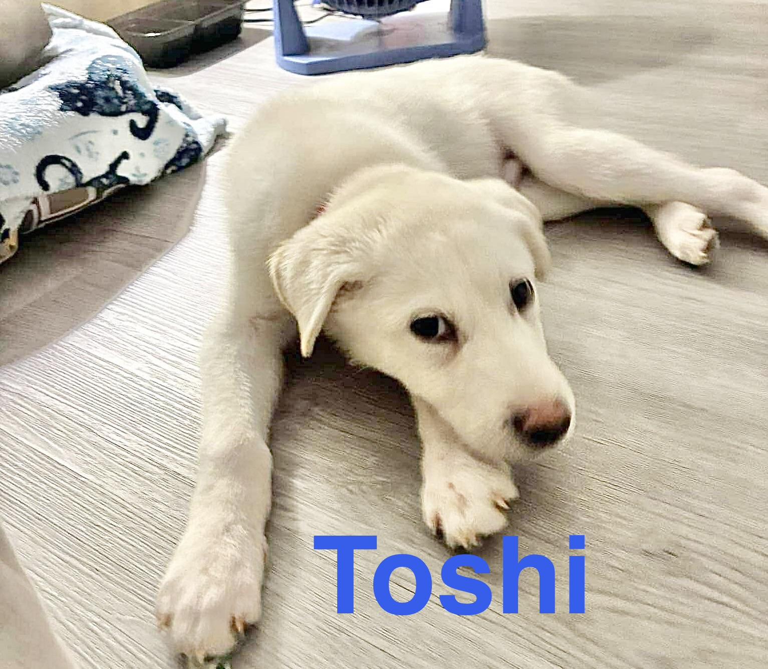 Toshi, Adoptable, Puppy Male Labrador Retriever.