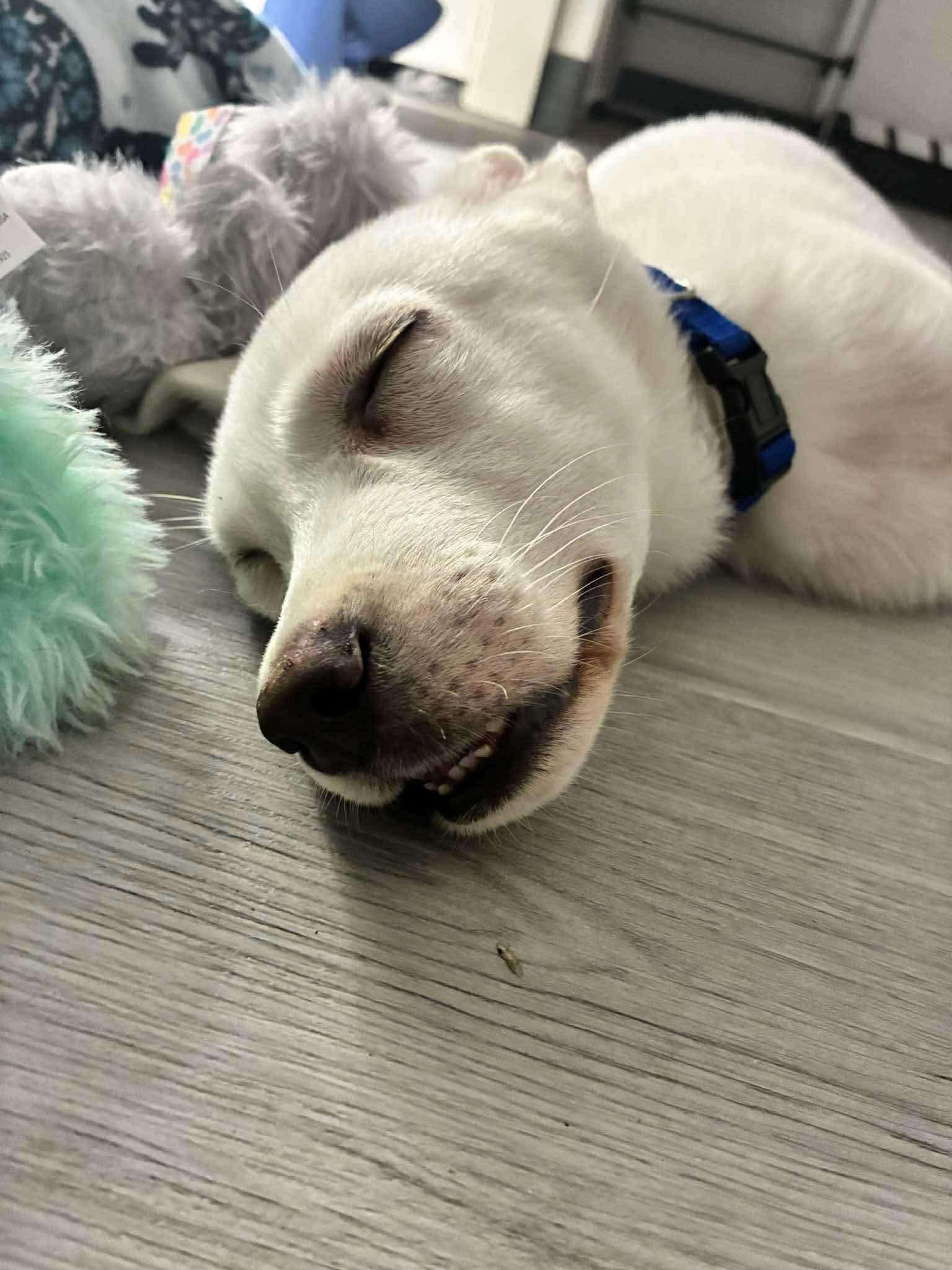 Enlarge Toshi, a Adoptable mixed breed in Nashville, TN image 3/6