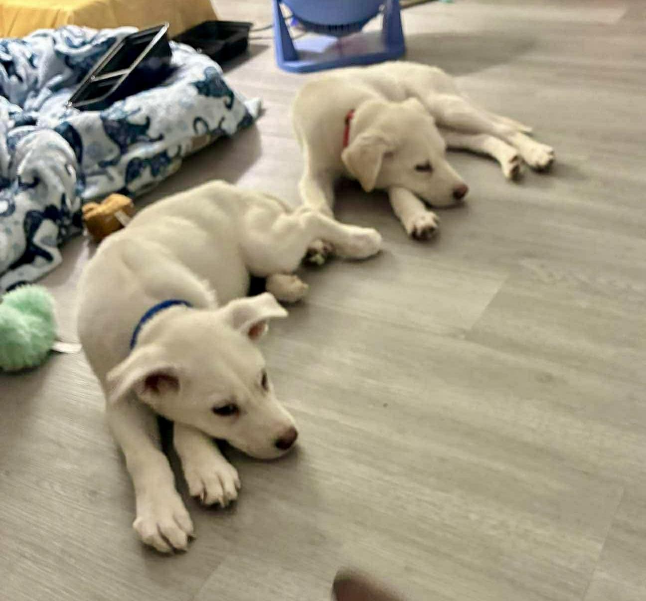 Enlarge Toshi, a Adoptable mixed breed in Nashville, TN image 5/6