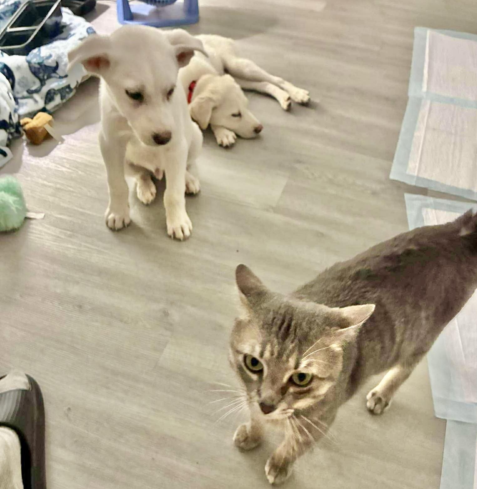 Enlarge Toshi, a Adoptable mixed breed in Nashville, TN image 6/6