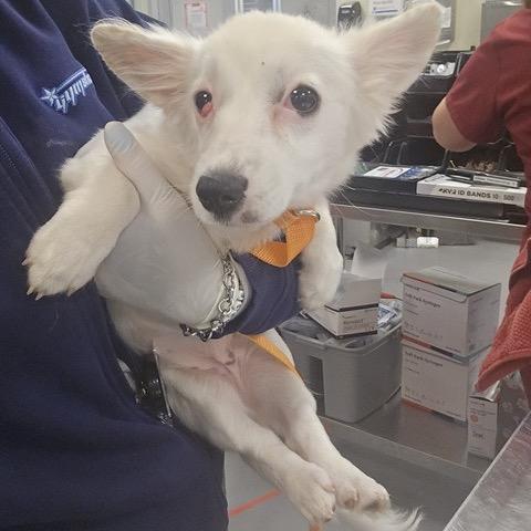 Enlarge Nova, a Adoptable Corgi in Lakehead, CA image 1/1