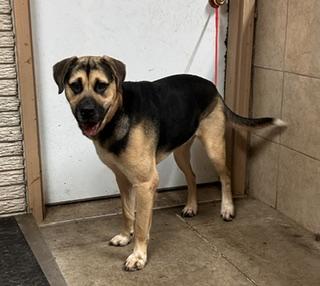 George, Adoptable, Adult Male German Shepherd Dog & Husky.