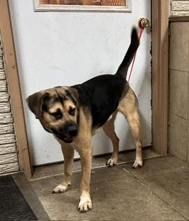 Enlarge George, a Adoptable mixed breed in Denison, IA image 2/2