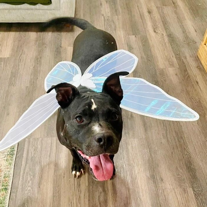 Baylor Banjo Morning Coffee Buddy — thumbnail 4