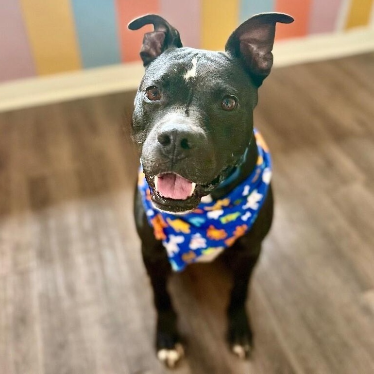 Baylor Banjo Morning Coffee Buddy — thumbnail 5