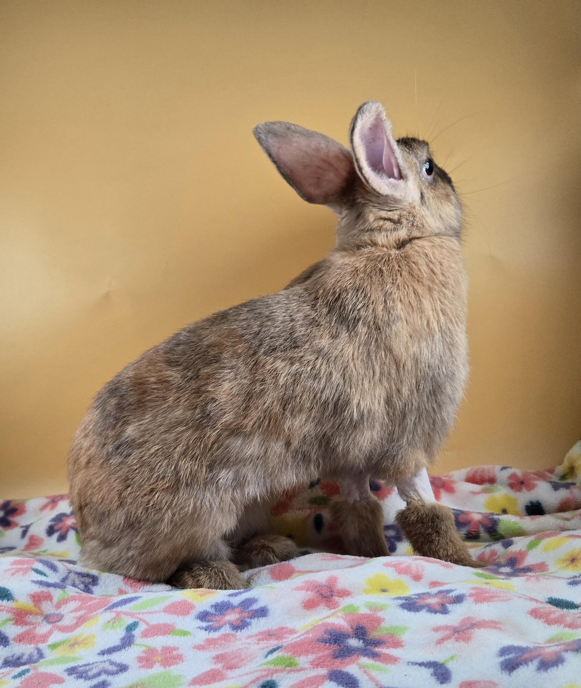 Sugar Plum Fairy, a ADOPTABLE Harlequin in San Antonio, TX image 6/6