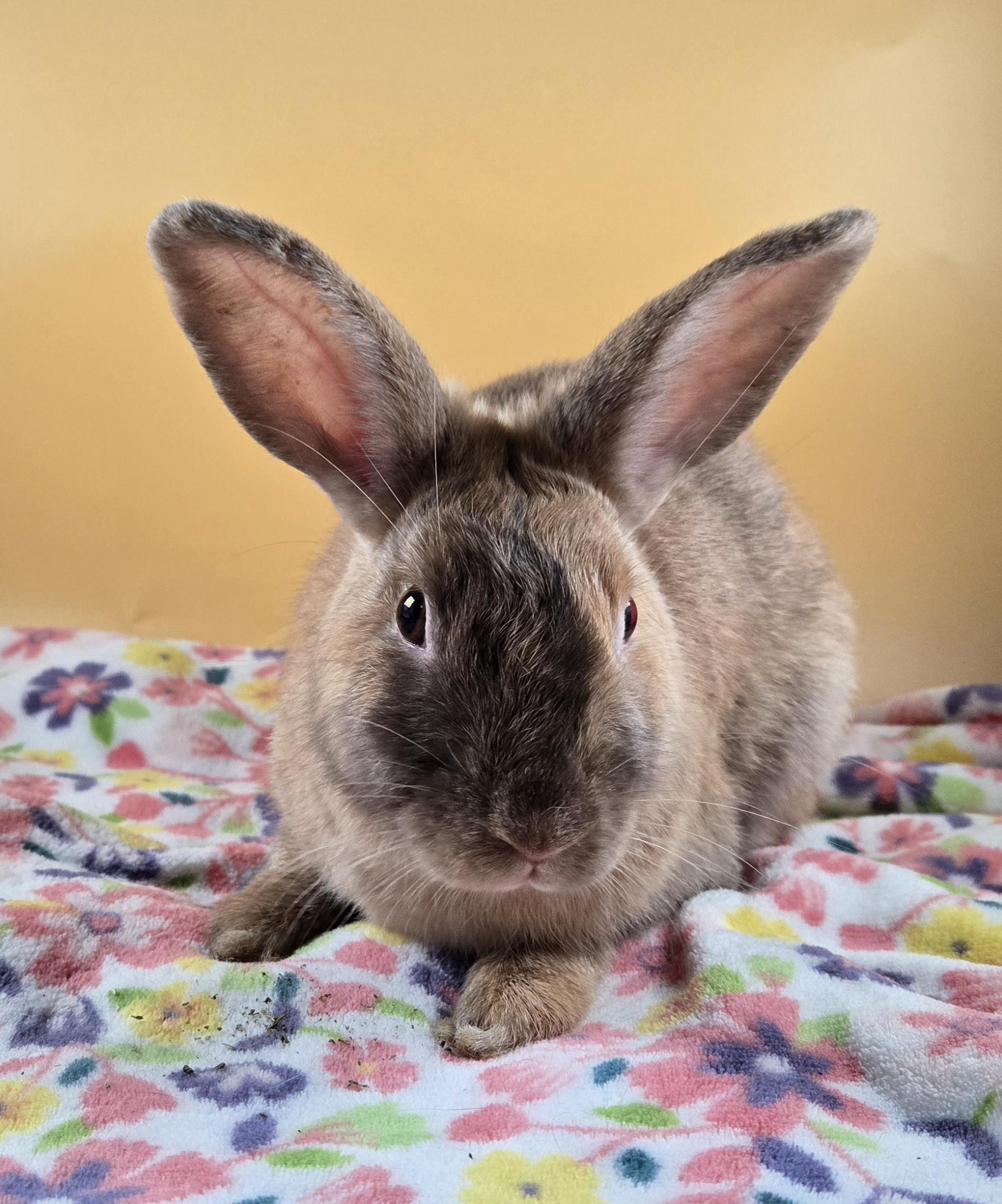 Sugar Plum Fairy, a ADOPTABLE Harlequin in San Antonio, TX image 2/6