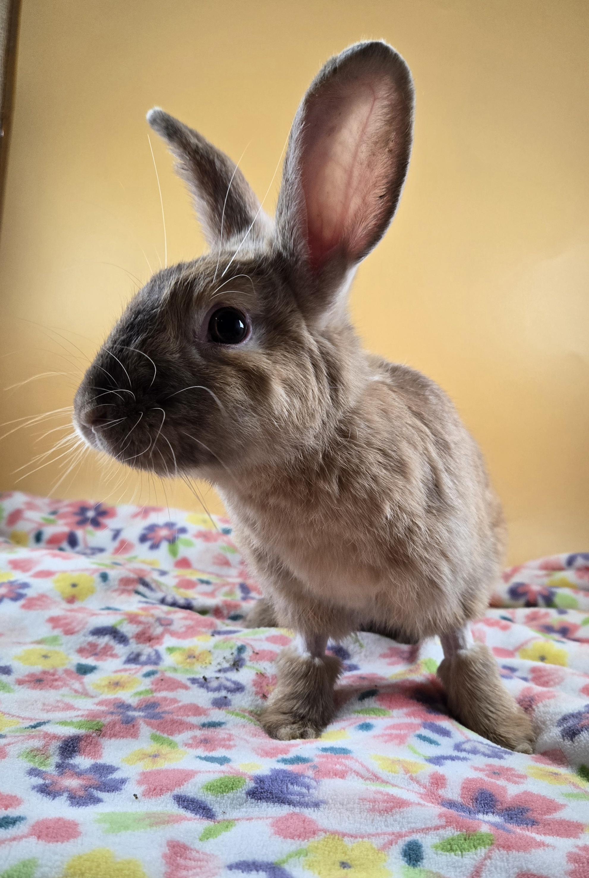 Sugar Plum Fairy, a ADOPTABLE Harlequin in San Antonio, TX image 3/6