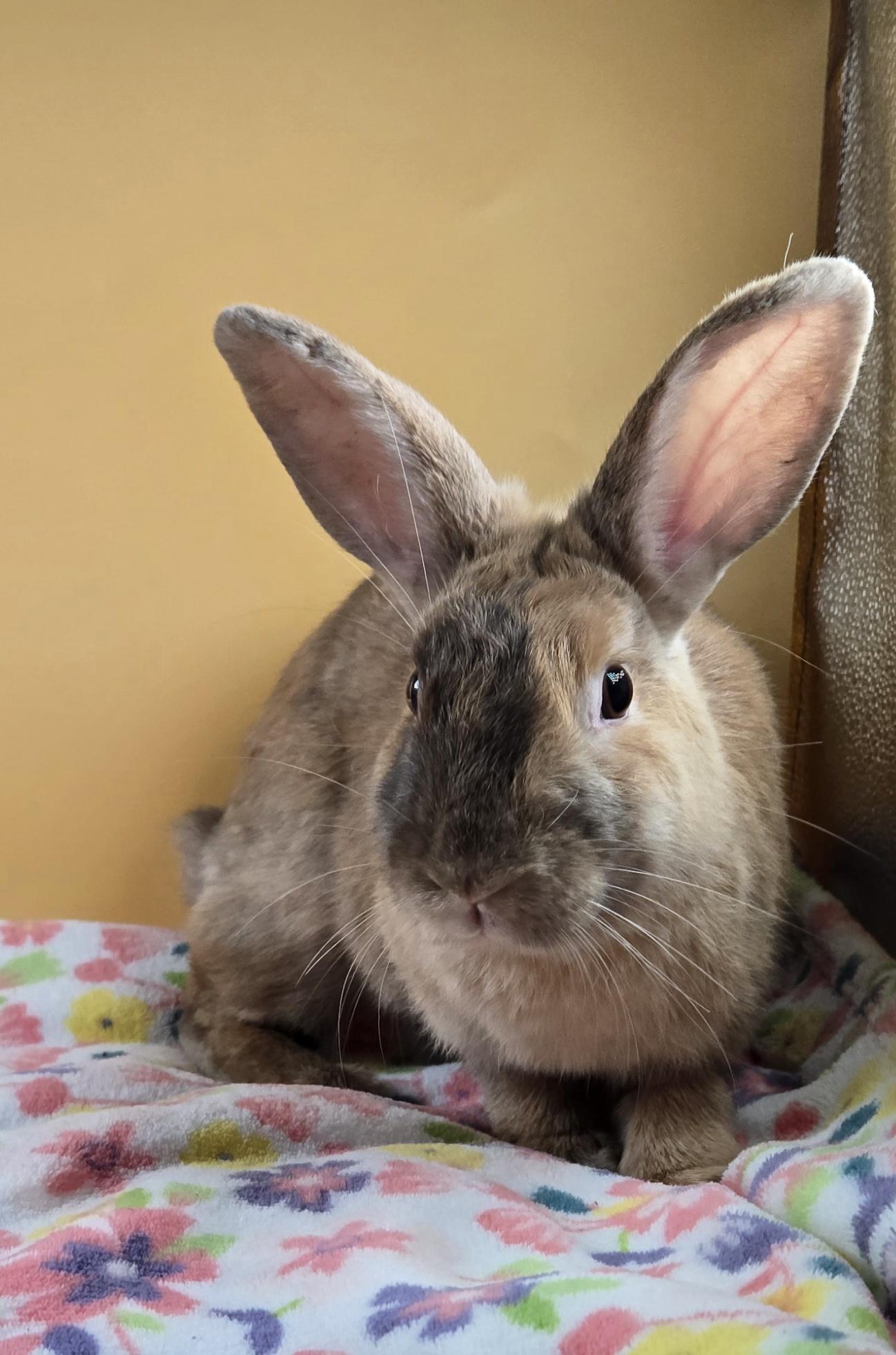 Sugar Plum Fairy, a ADOPTABLE Harlequin in San Antonio, TX image 4/6