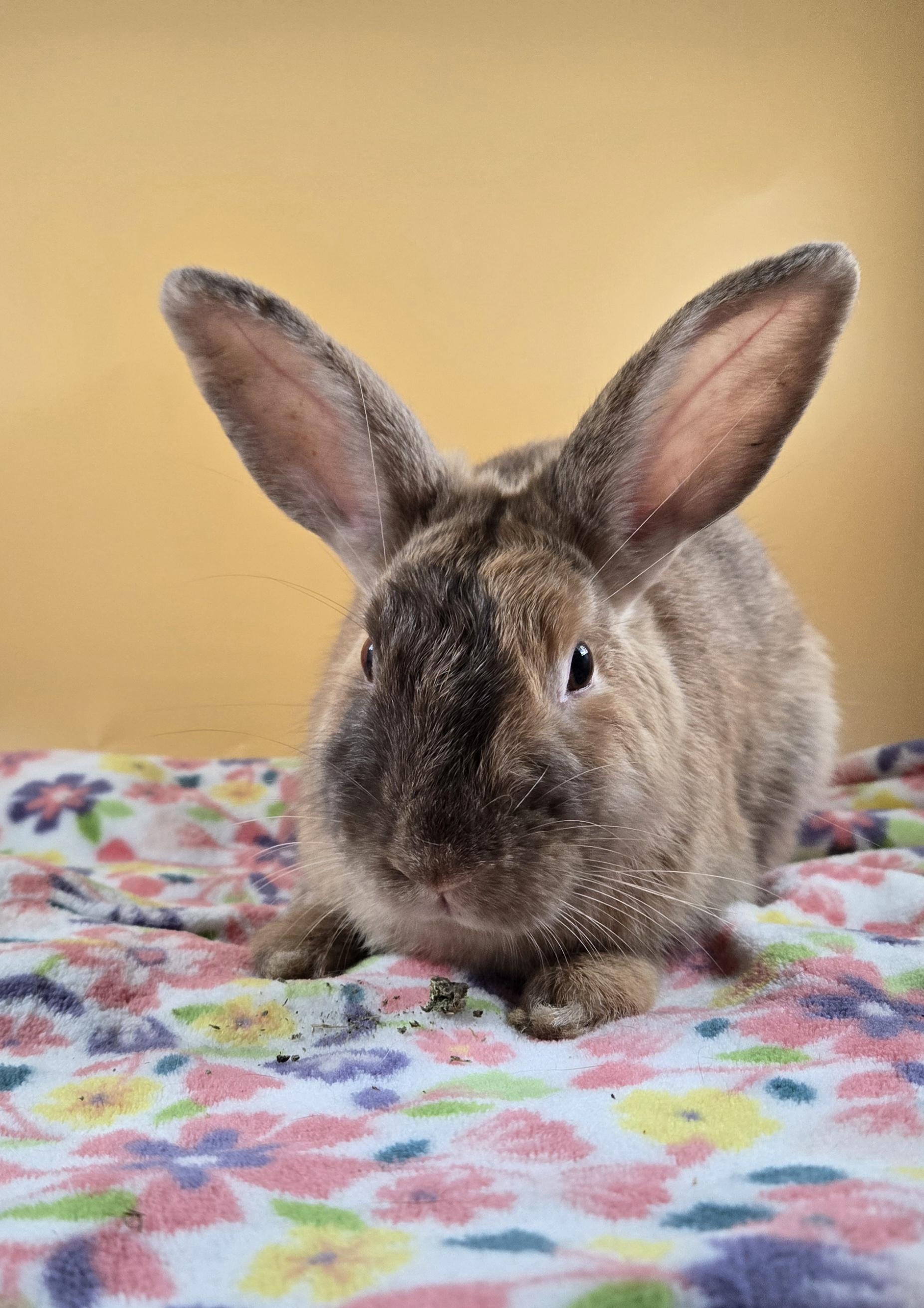 Sugar Plum Fairy, ADOPTABLE, Young Female Harlequin.