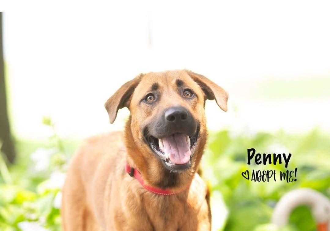Enlarge Penny, a Adoptable mixed breed in Lexington, MO image 1/5