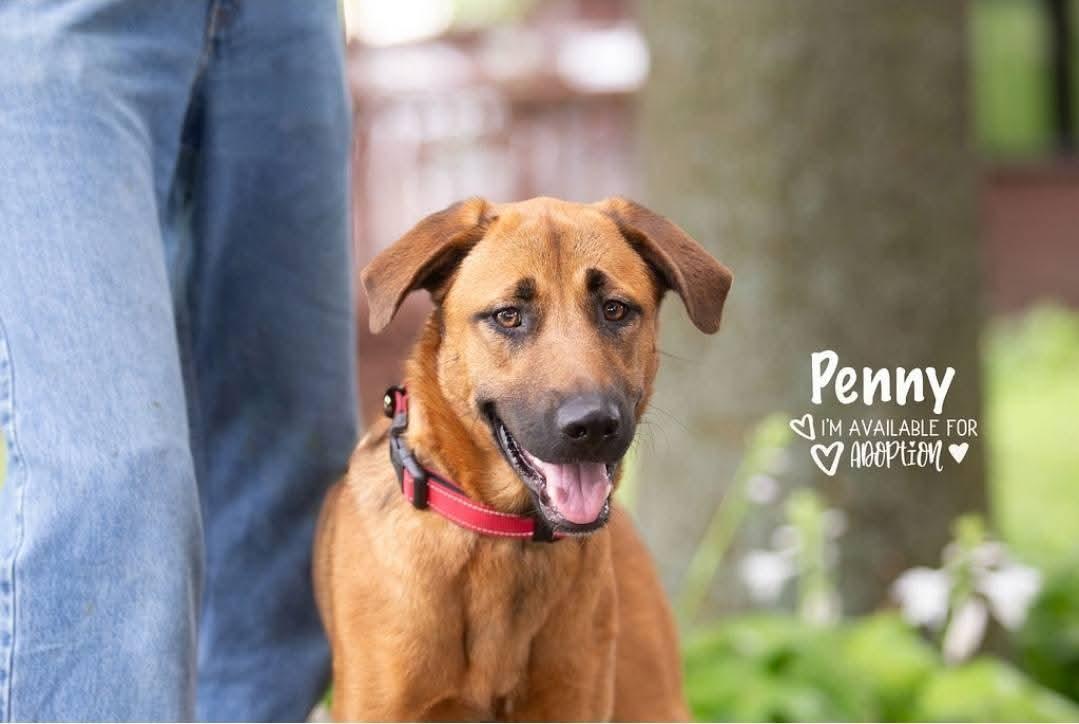 Enlarge Penny, a Adoptable mixed breed in Lexington, MO image 3/5