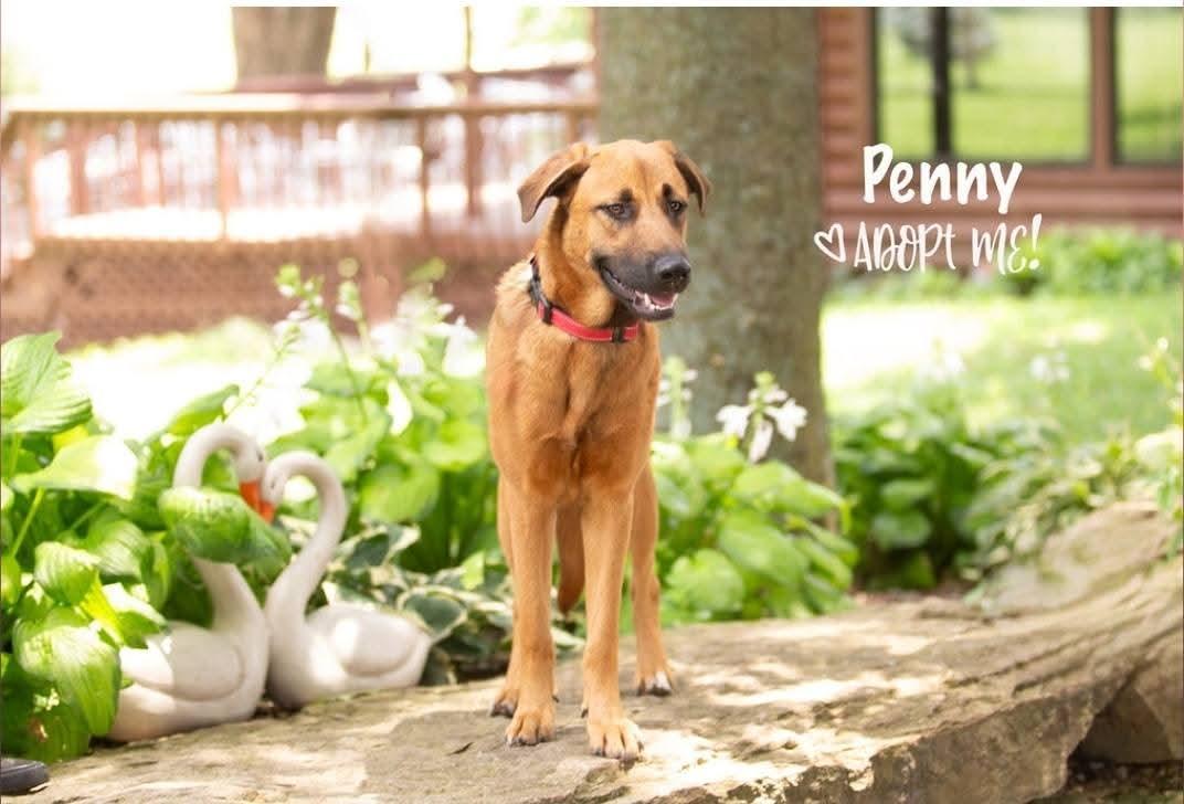 Enlarge Penny, a Adoptable mixed breed in Lexington, MO image 4/5