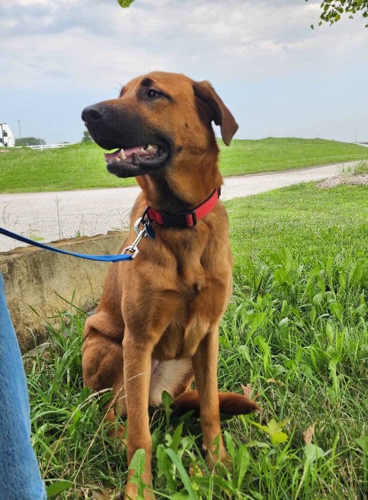 Enlarge Penny, a Adoptable mixed breed in Lexington, MO image 5/5