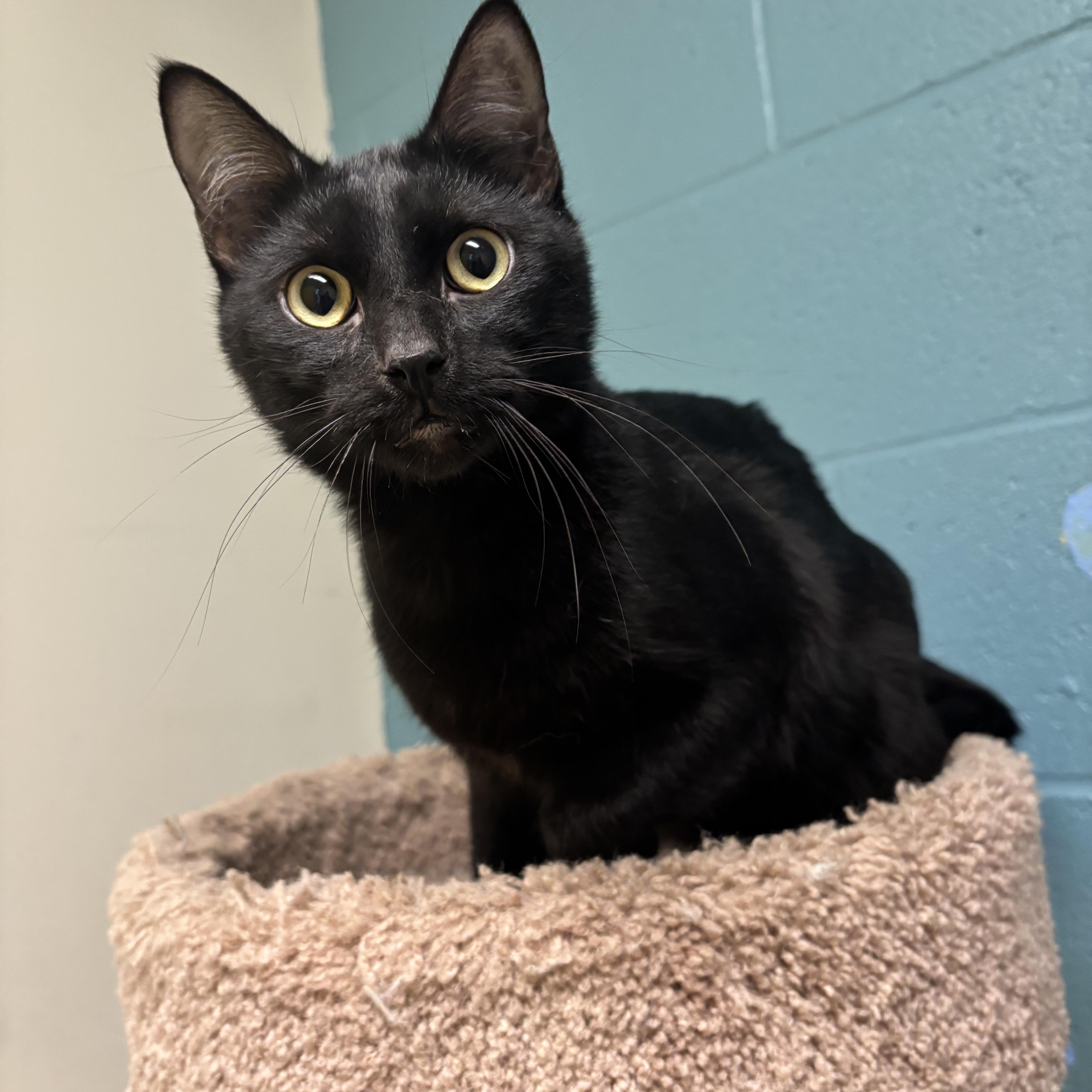 Enlarge Lover Boy, a Adoptable mixed breed in Gladstone, MO image 1/1