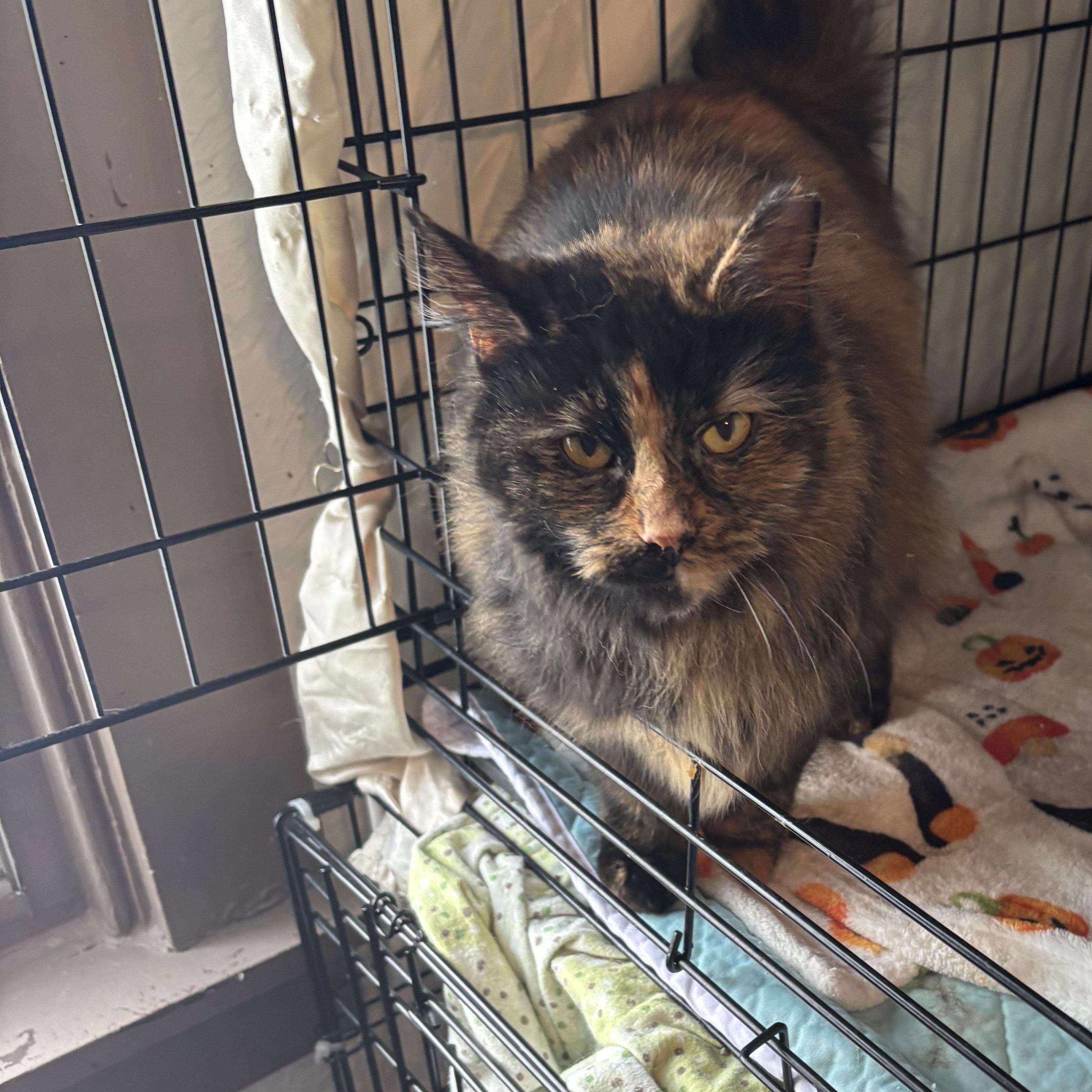 CASSIE, an adopted Domestic Long Hair in Pittsburgh, PA image 3/5