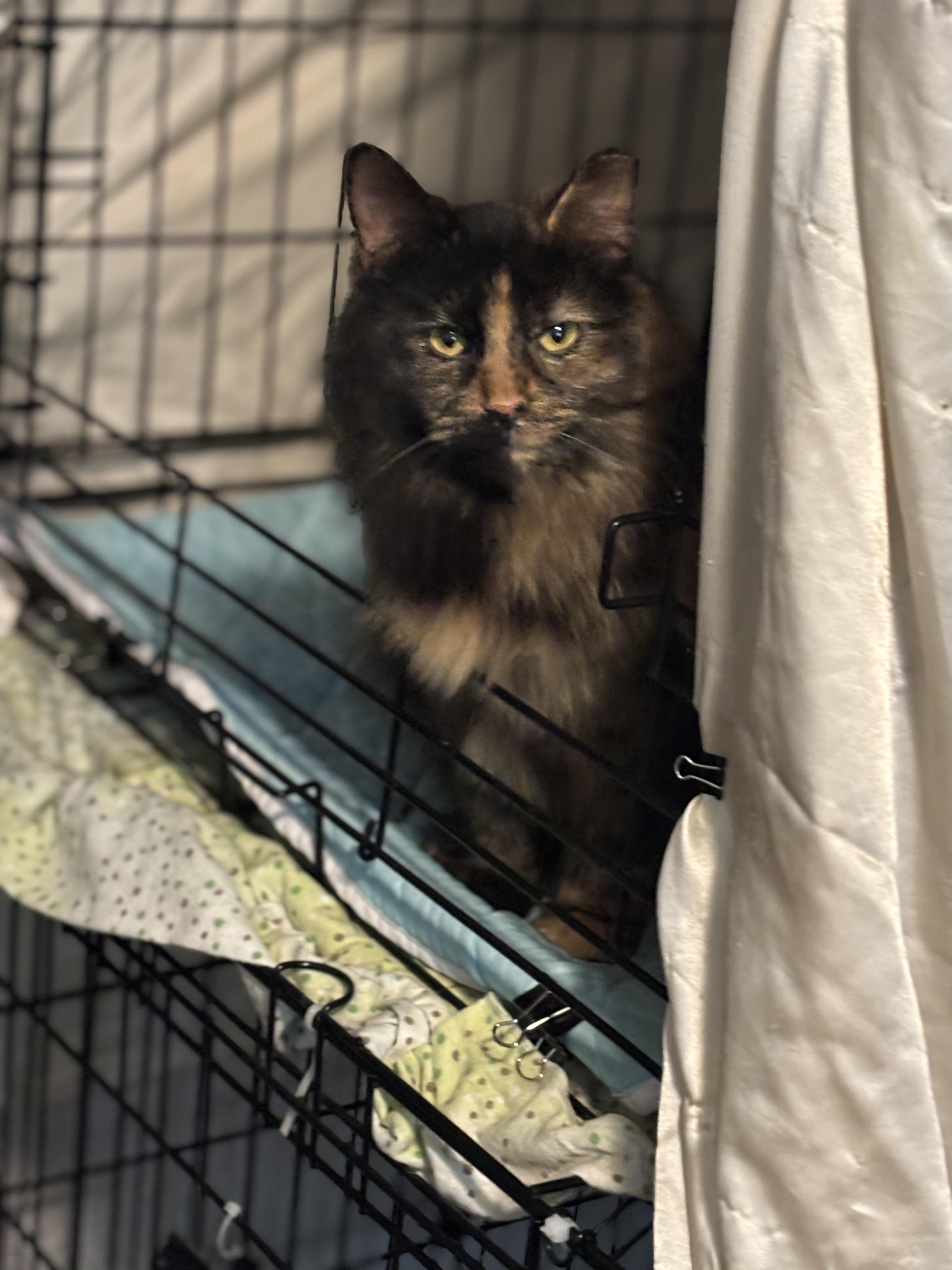 CASSIE, an adopted Domestic Long Hair in Pittsburgh, PA image 2/5