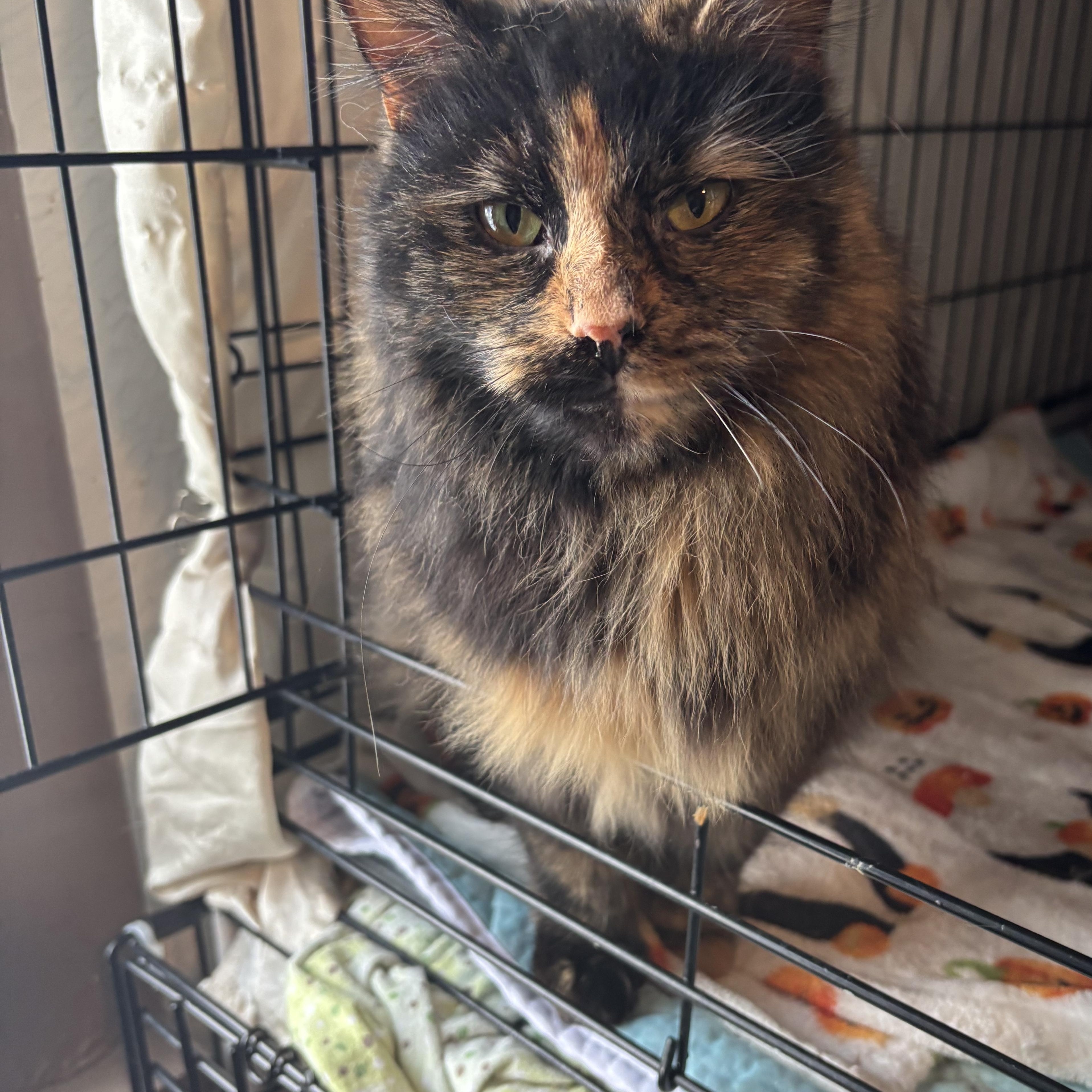 CASSIE, an adopted Domestic Long Hair in Pittsburgh, PA image 1/5