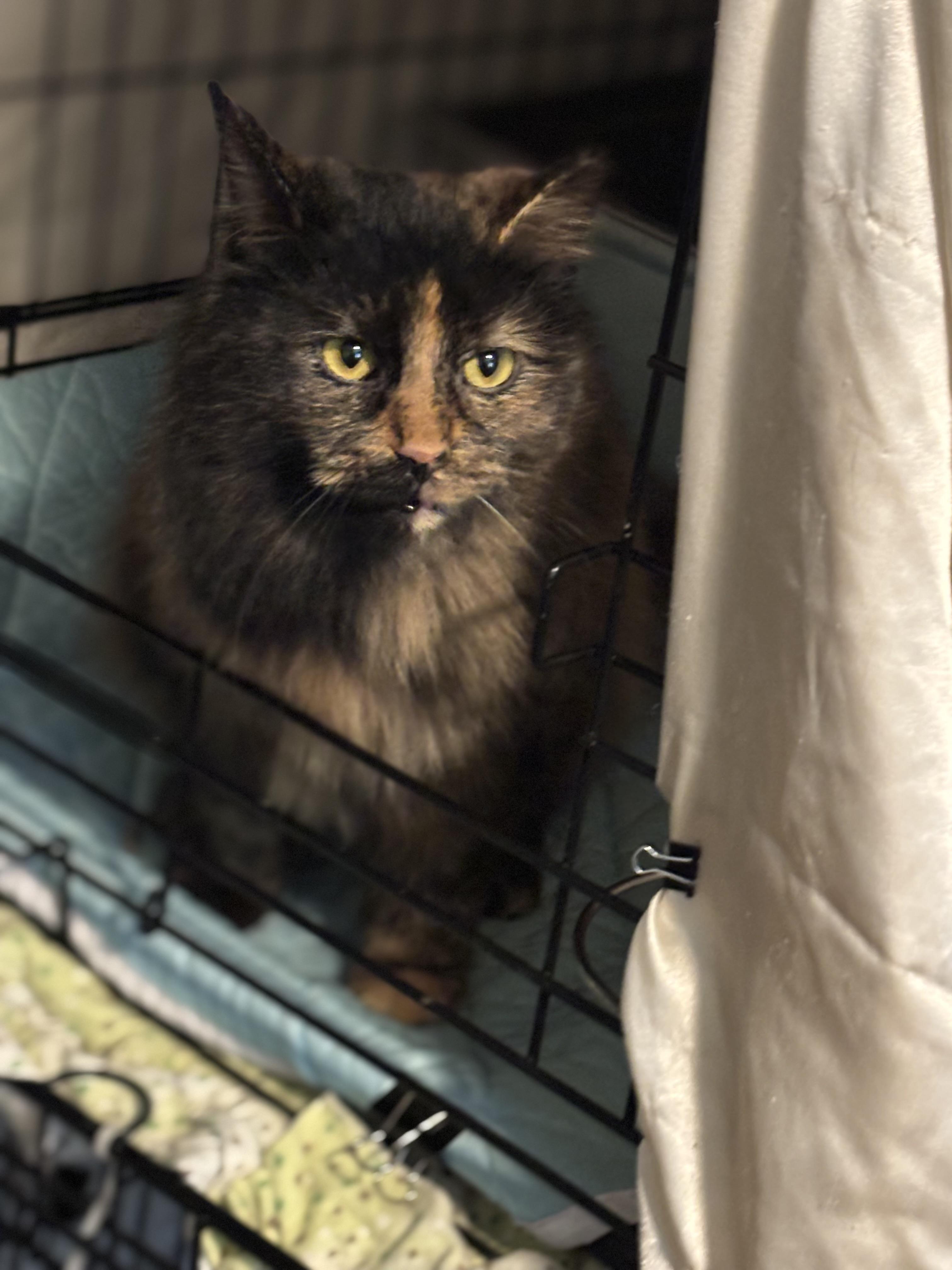 CASSIE, an adopted Domestic Long Hair in Pittsburgh, PA image 4/5