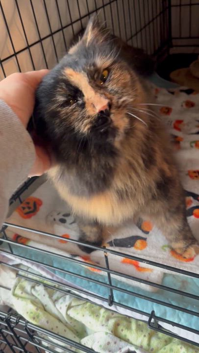 Enlarge CASSIE, an adopted Domestic Long Hair in Pittsburgh, PA video 5/5