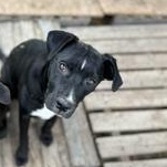 Enlarge Amber - Transport Available, a Adoptable mixed breed in Cheektowaga, NY image 4/6