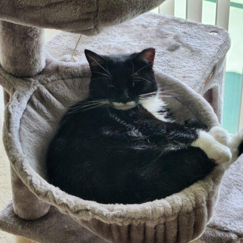 Enlarge Hershey, a Adoptable Domestic Short Hair in Gaithersburg, MD image 2/5