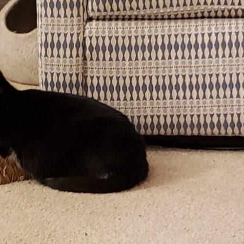 Enlarge Hershey, a Adoptable Domestic Short Hair in Gaithersburg, MD image 3/5