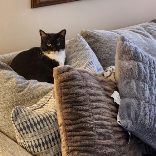 Hershey, Adoptable, Adult Female Domestic Short Hair.