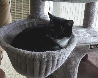 Enlarge Hershey, a Adoptable Domestic Short Hair in Gaithersburg, MD image 4/5