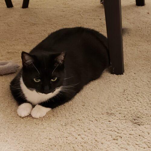 Enlarge Hershey, a Adoptable Domestic Short Hair in Gaithersburg, MD image 5/5