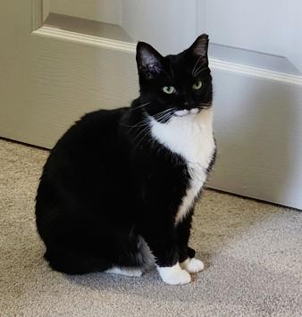 Hershey, a Adoptable Domestic Short Hair in Gaithersburg, MD image 5/6