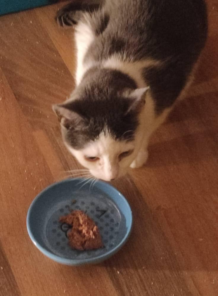 October, Adoptable, Adult Female Domestic Short Hair.